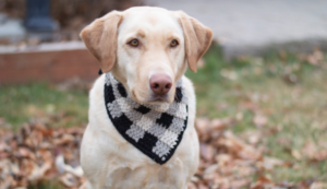 Bandana de Crochet para Perros: Accesorio Perfecto para tu Mascota
